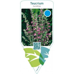 Teucrium lucidrys