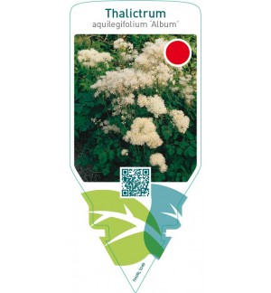 Thalictrum aquilegifolium ‘Album’