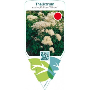 Thalictrum aquilegifolium ‘Album’