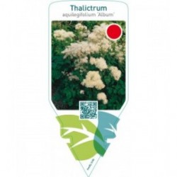 Thalictrum aquilegifolium ‘Album’