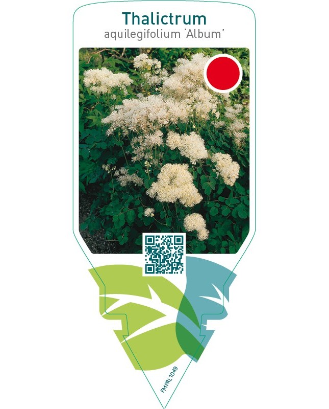 Thalictrum aquilegifolium ‘Album’