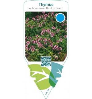 Thymus citriodorus ‘Gold Stream’