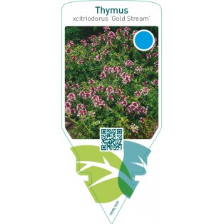 Thymus citriodorus ‘Gold Stream’
