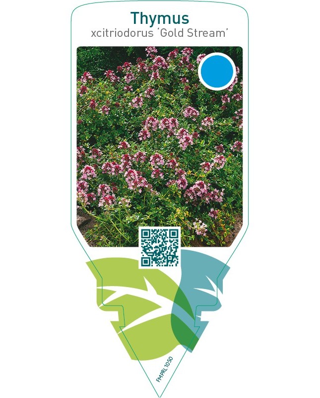 Thymus citriodorus ‘Gold Stream’