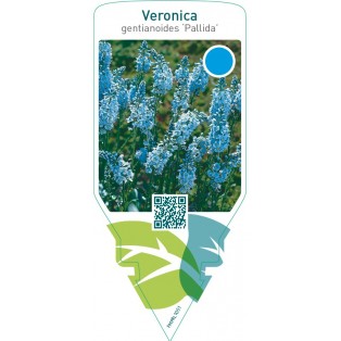Veronica gentianoides ‘Pallida’