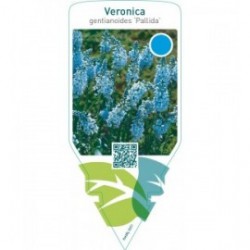 Veronica gentianoides ‘Pallida’