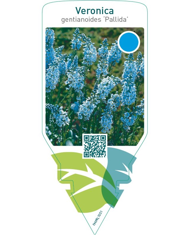 Veronica gentianoides ‘Pallida’