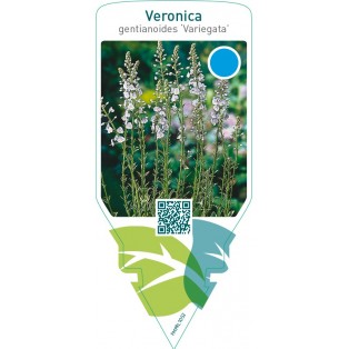 Veronica gentianoides ‘Variegata’
