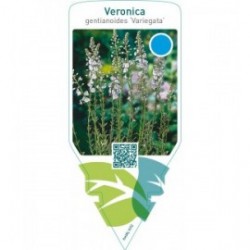 Veronica gentianoides ‘Variegata’