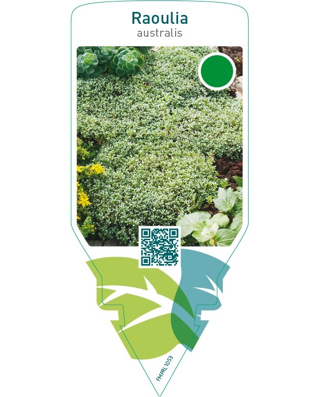 Raoulia australis
