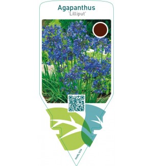 Agapanthus ‘Lilliput’