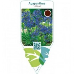 Agapanthus ‘Lilliput’
