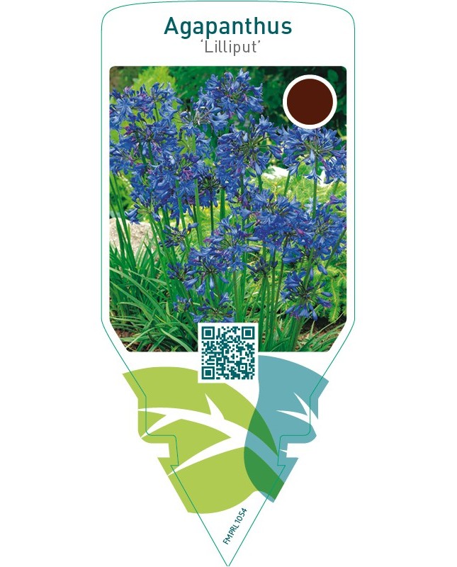 Agapanthus ‘Lilliput’
