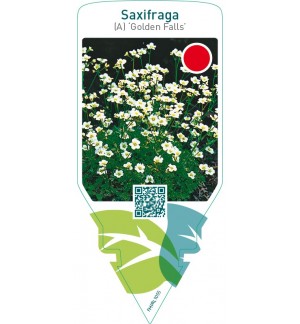 Saxifraga (A) ‘Golden Falls’