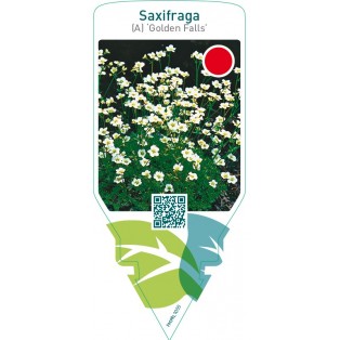 Saxifraga (A) ‘Golden Falls’