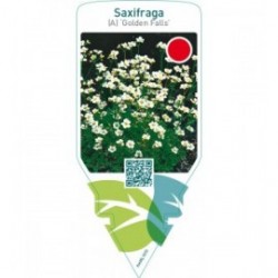 Saxifraga (A) ‘Golden Falls’