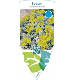 Sedum spathulifolium