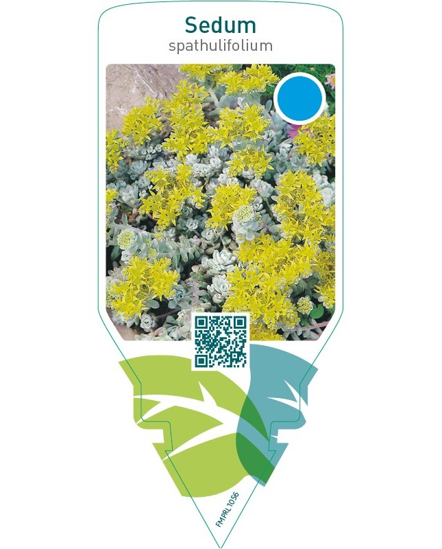 Sedum spathulifolium