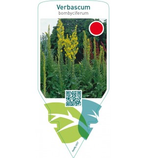 Verbascum bombyciferum