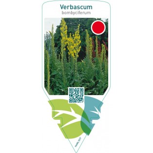 Verbascum bombyciferum