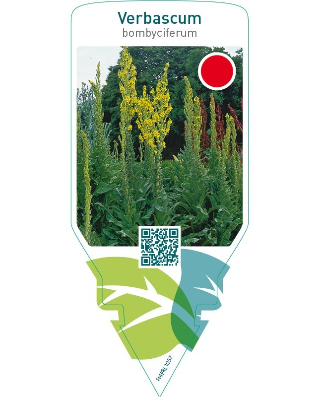 Verbascum bombyciferum