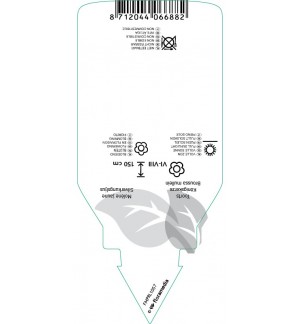 Etichette di Verbascum bombyciferum *