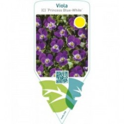 Viola (C) ‘Princess Blue-White’