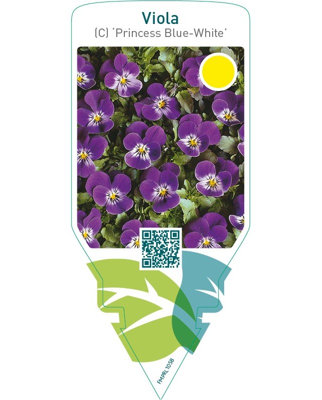 Viola (C) ‘Princess Blue-White’