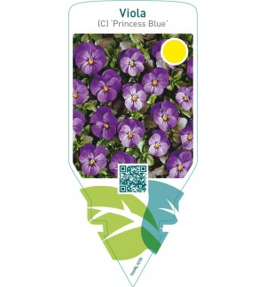 Viola (C) ‘Princess Blue’