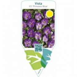 Viola (C) ‘Princess Blue’