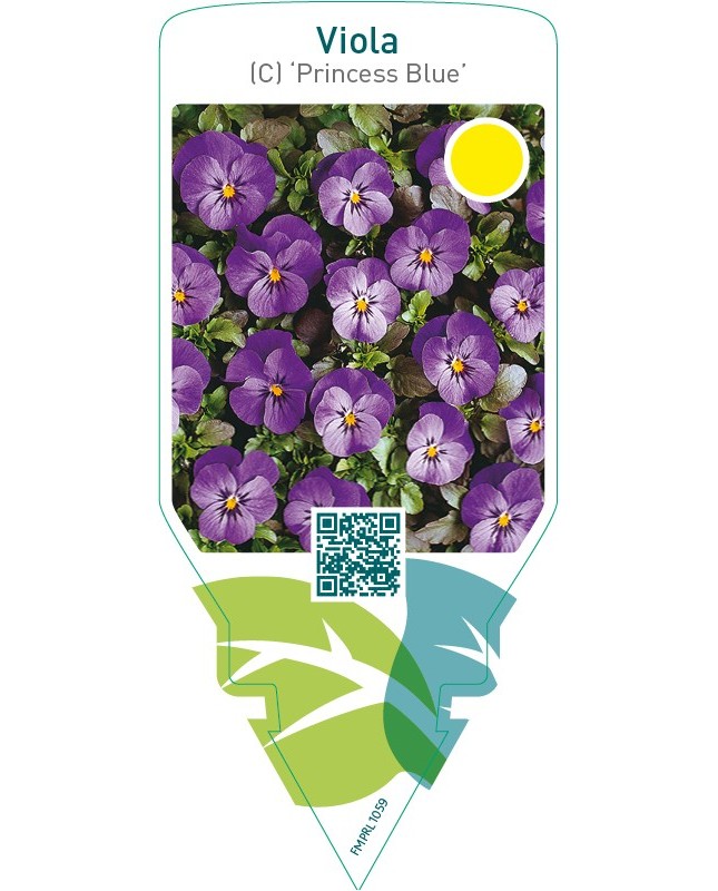 Viola (C) ‘Princess Blue’