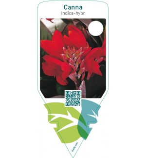 Canna indica-hybr.  rood