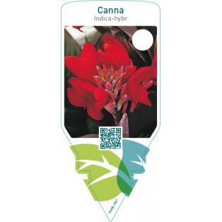 Canna indica-hybr.  rood
