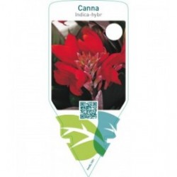 Canna indica-hybr.  rood