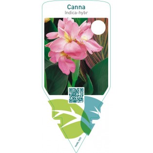 Canna indica-hybr.  pink