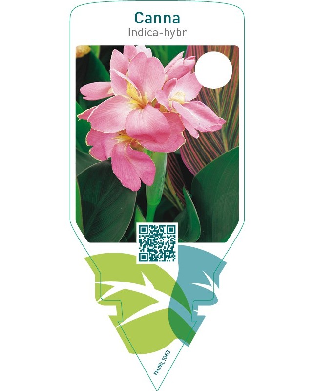 Canna indica-hybr.  pink