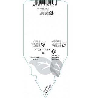 Etichette di Canna indica-hybr.  pink *