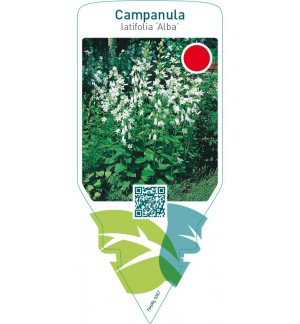 Campanula latifolia ‘Alba’