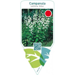 Campanula latifolia ‘Alba’