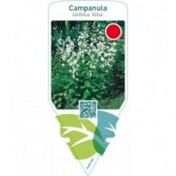 Campanula latifolia ‘Alba’