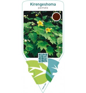 Kirengeshoma palmata
