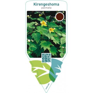 Kirengeshoma palmata