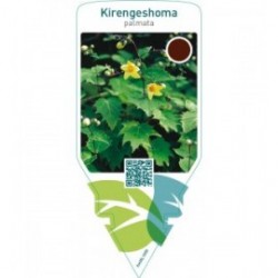 Kirengeshoma palmata