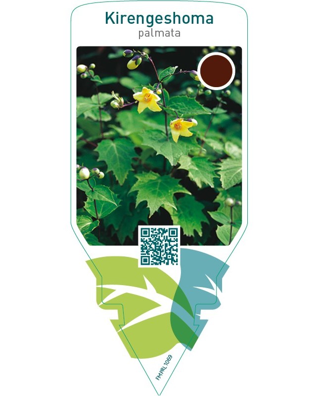 Kirengeshoma palmata