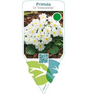 Primula (J) ‘Sneeuwwitje’