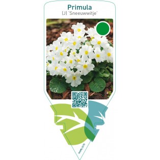 Primula (J) ‘Sneeuwwitje’
