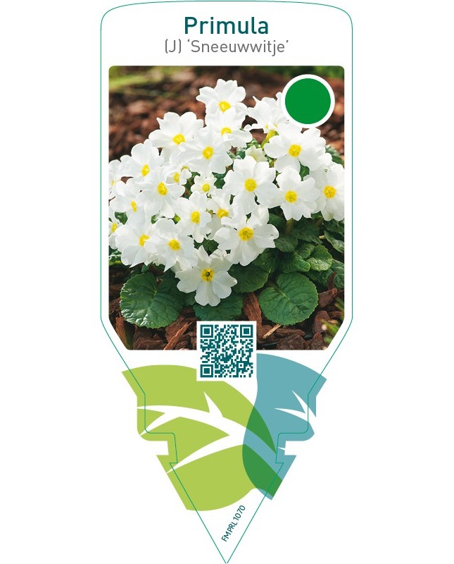 Primula (J) ‘Sneeuwwitje’