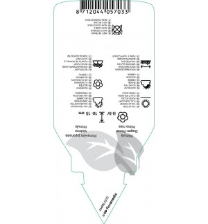 Etichette di Primula (J) ‘Sneeuwwitje’ *