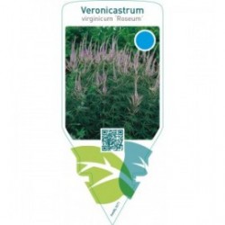 Veronicastrum virginicum ‘Roseum’