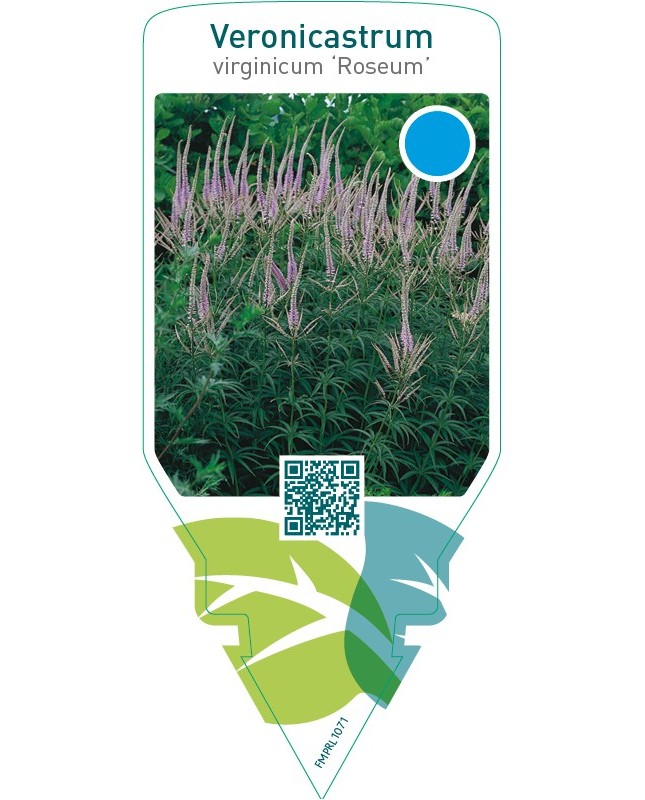 Veronicastrum virginicum ‘Roseum’